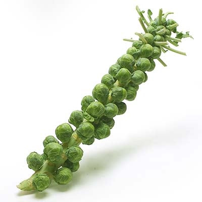 Holland Marsh Brussels Sprouts - September to November