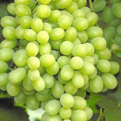 Ontario Grapes - August to September