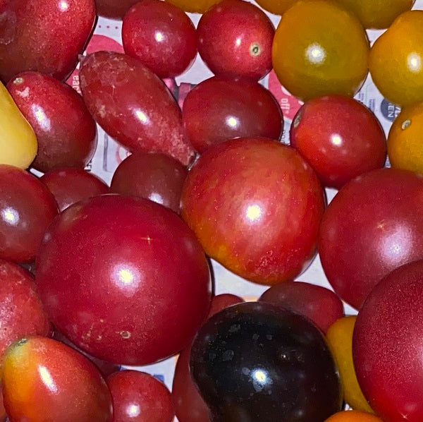Ontario Tomatoes - February to December