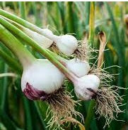 Holland Marsh Garlic
