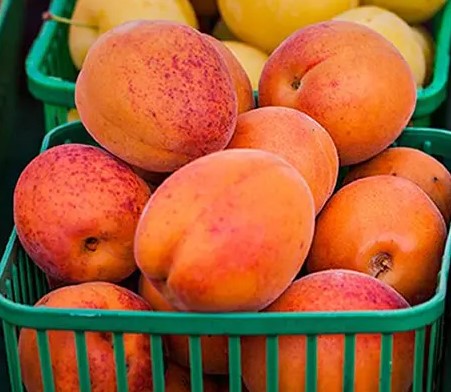 Apricots - July to September