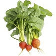 Holland Marsh Beets - July to April