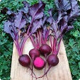 Holland Marsh Beets - July to April