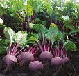 Holland Marsh Beets - July to April