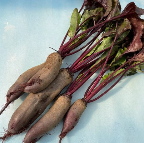 Holland Marsh Beets - July to April
