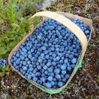Ontario Berries - July to October