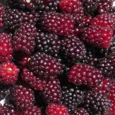 Ontario Berries - July to October