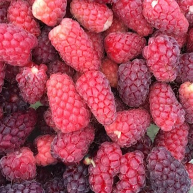 Ontario Berries - July to October