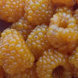 Ontario Berries - July to October