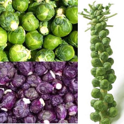Holland Marsh Brussels Sprouts - September to November