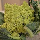 Holland Marsh Cauliflower - June to November
