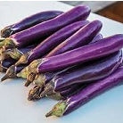 Ontario Eggplant - August to October