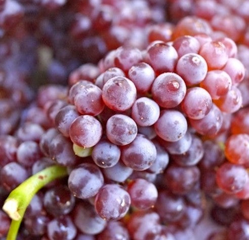 Ontario Grapes - August to September