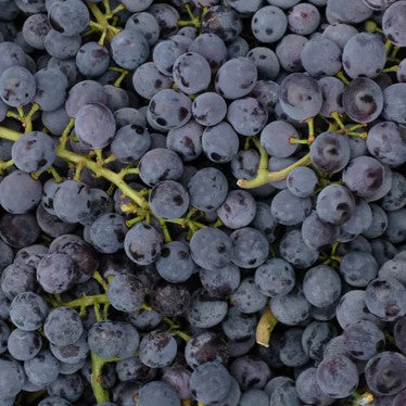 Ontario Grapes - August to September