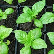 Holland Marsh Herbs
