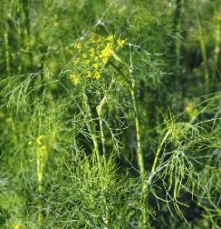 Holland Marsh Herbs