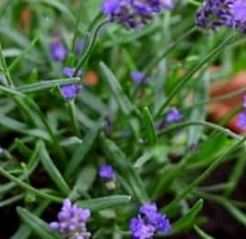 Holland Marsh Herbs