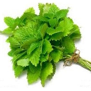 Holland Marsh Herbs
