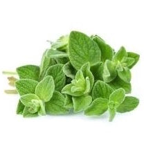 Holland Marsh Herbs