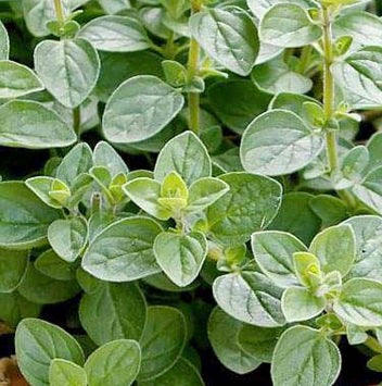 Holland Marsh Herbs