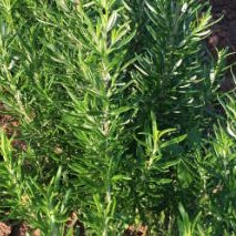 Holland Marsh Herbs