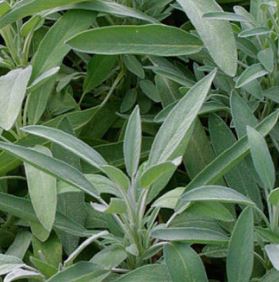 Holland Marsh Herbs
