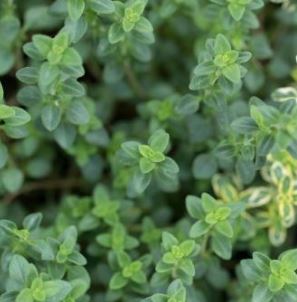 Holland Marsh Herbs