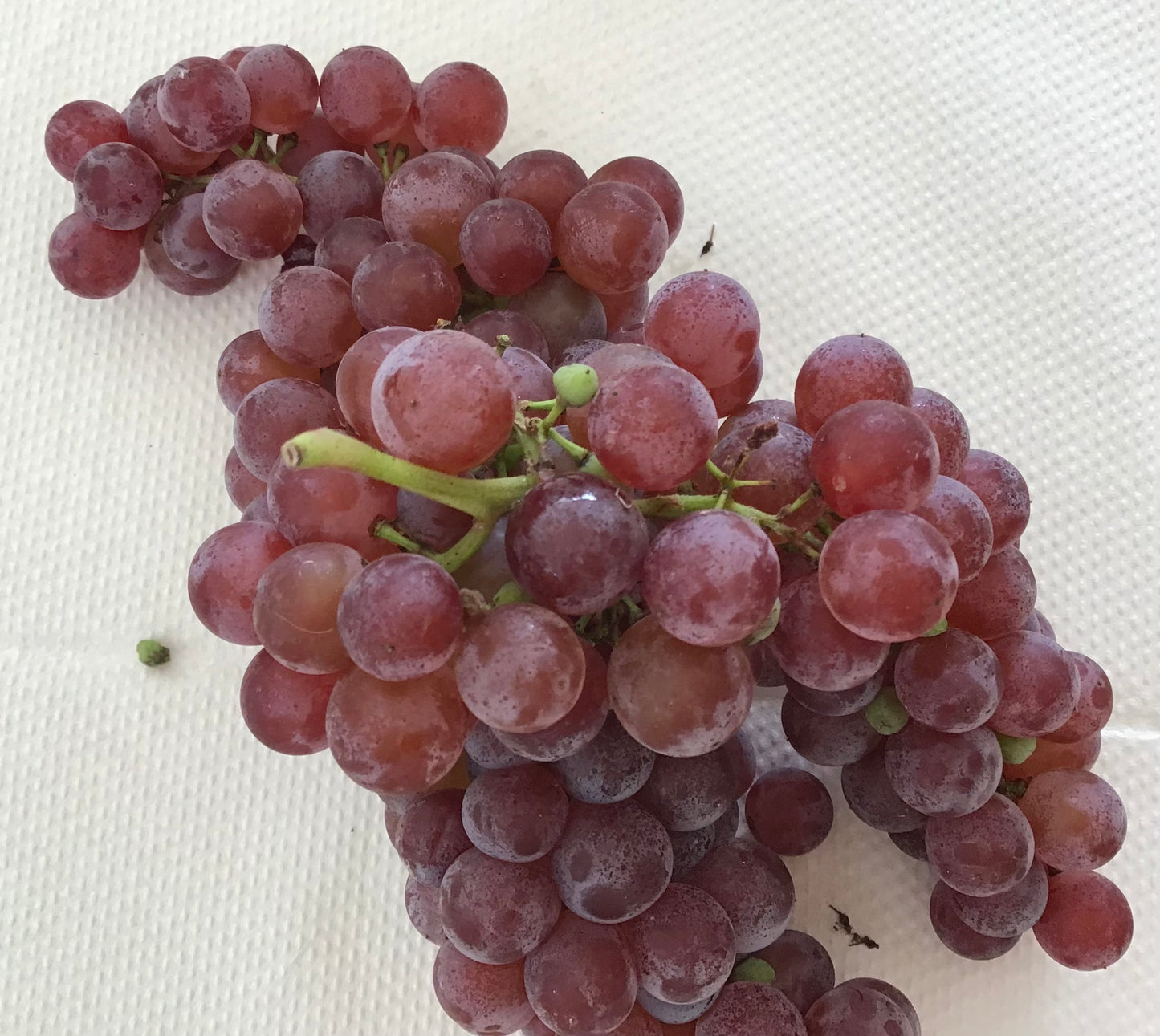 Ontario Grapes
