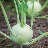 Holland Marsh Kohlrabi