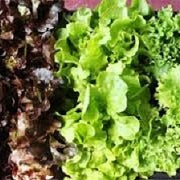Ontario Lettuces - All Year
