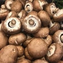 Ontario Mushrooms - All Year