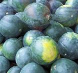 Ontario Melon