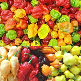 Holland Marsh Hot Peppers - July to October