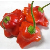 Holland Marsh Hot Peppers - July to October
