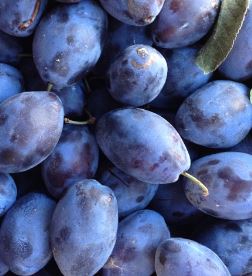 Ontario Plums