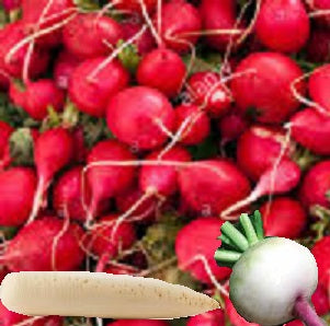Holland Marsh Radish - May to November