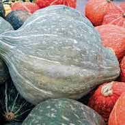 Ontario Squash - August to March