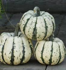 Ontario Squash - August to March