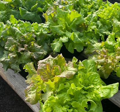Holland Marsh Lettuce