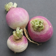 Holland Marsh Turnip - All Year