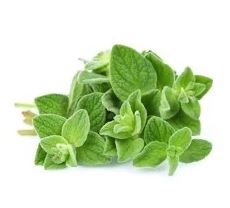 Holland Marsh Herbs
