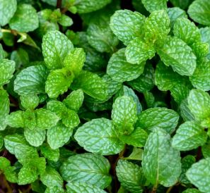 Holland Marsh Herbs