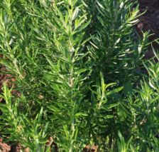 Holland Marsh Herbs