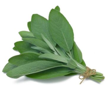 Holland Marsh Herbs