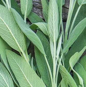 Holland Marsh Herbs