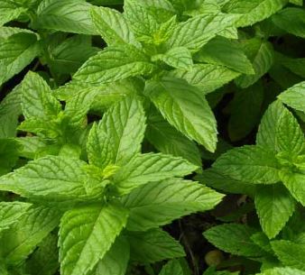 Holland Marsh Herbs