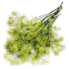Holland Marsh Herbs