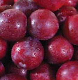 Ontario Plums