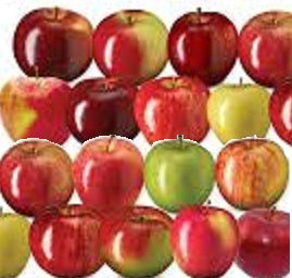 Ontario Apples – Holland Marsh Food Market