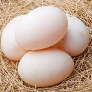 Duck Eggs - Farm Fresh